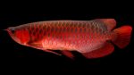 ماهی آروانا | Arowana