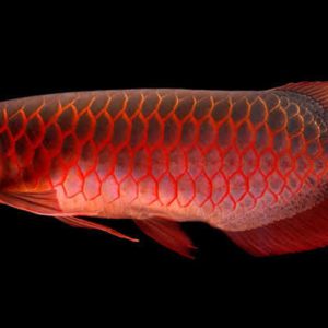 ماهی آروانا | Arowana