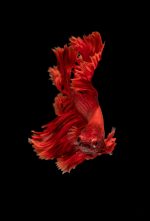 red fighter