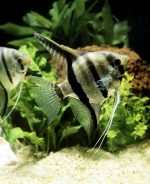 فرشته ماهی | Angelfish - تصویر 5
