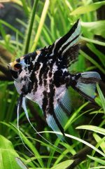 فرشته ماهی | Angelfish - تصویر 2