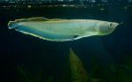 ماهی آروانا | Arowana - تصویر 3