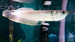 ماهی آروانا | Arowana - تصویر 2