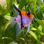 فرشته ماهی | Angelfish