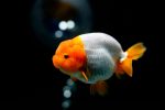 گولدفیش | goldfish