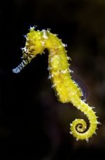 اسب دریایی | Seahorse