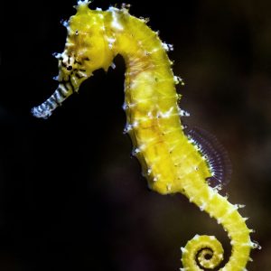 اسب دریایی | Seahorse