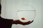 گولدفیش | goldfish - تصویر 3