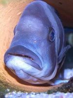سیچیلاید |  Cichlid - تصویر 3