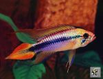 سیچیلاید |  Cichlid