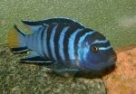 سیچیلاید |  Cichlid - تصویر 5