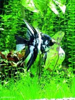 فرشته ماهی | Angelfish - تصویر 6
