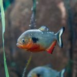 پیرانا-piranha - تصویر 3