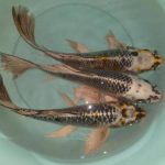 ماهی کوی | Koi Fish - تصویر 5