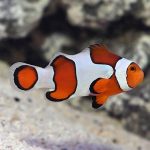 دلقک‌ماهی | Clownfish