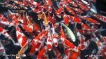 ماهی کوی | Koi Fish
