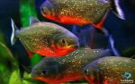 پیرانا-piranha