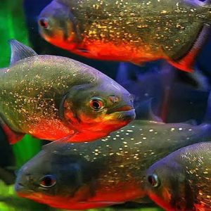 پیرانا-piranha