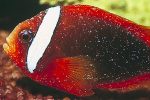 دلقک‌ماهی | Clownfish - تصویر 3