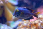 آکواریوم آب شور | Saltwater Aquarium - تصویر 4