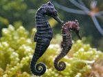 اسب دریایی | Seahorse - تصویر 2
