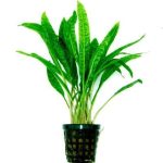 انواع گیاه آکواریومی | Aquarium Plants