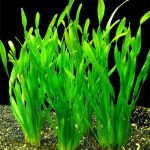 انواع گیاه آکواریومی | Aquarium Plants - تصویر 2