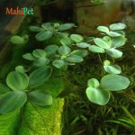 انواع گیاه آکواریومی | Aquarium Plants - تصویر 3