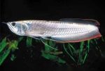 ماهی آروانا | Arowana - تصویر 4