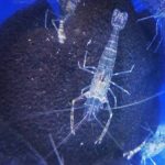 آکواریوم آب شور | Saltwater Aquarium - تصویر 3