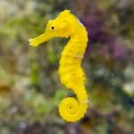 اسب دریایی | Seahorse - تصویر 3