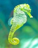 اسب دریایی | Seahorse - تصویر 4
