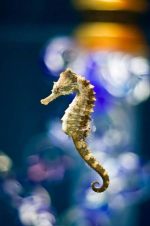 اسب دریایی | Seahorse - تصویر 5