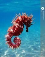 اسب دریایی | Seahorse - تصویر 6
