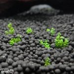 کود آکواریوم پلنت | Plant Aquarium Fertilizer