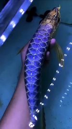 ماهی آروانا | Arowana - تصویر 6