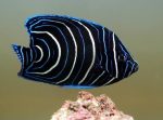 آکواریوم آب شور | Saltwater Aquarium - تصویر 5