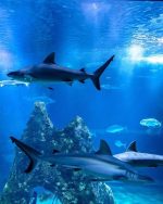 آکواریوم آب شور | Saltwater Aquarium