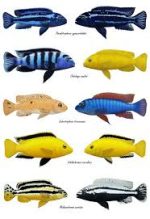 سیچیلاید |  Cichlid - تصویر 6