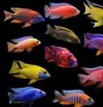 سیچیلاید |  Cichlid - تصویر 7