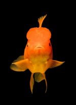 گولدفیش | goldfish - تصویر 4