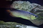 ماهی آروانا | Arowana - تصویر 5
