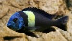 سیچیلاید |  Cichlid - تصویر 2